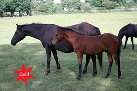 Hollybrooke Huckleberry